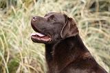 LABRADOR 734